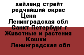 хайленд страйт, редчайший окрас › Цена ­ 20 000 - Ленинградская обл., Санкт-Петербург г. Животные и растения » Кошки   . Ленинградская обл.